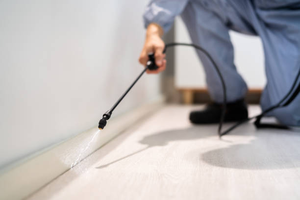 Licensed Wasp Removal service in Bridgeport, TX - Show Me Pest Control
